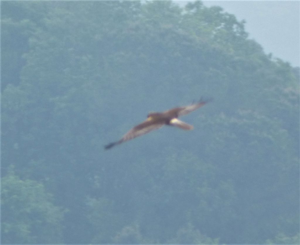 Falco di palude (Circus aeruginosus) con caratteristiche da Albanella